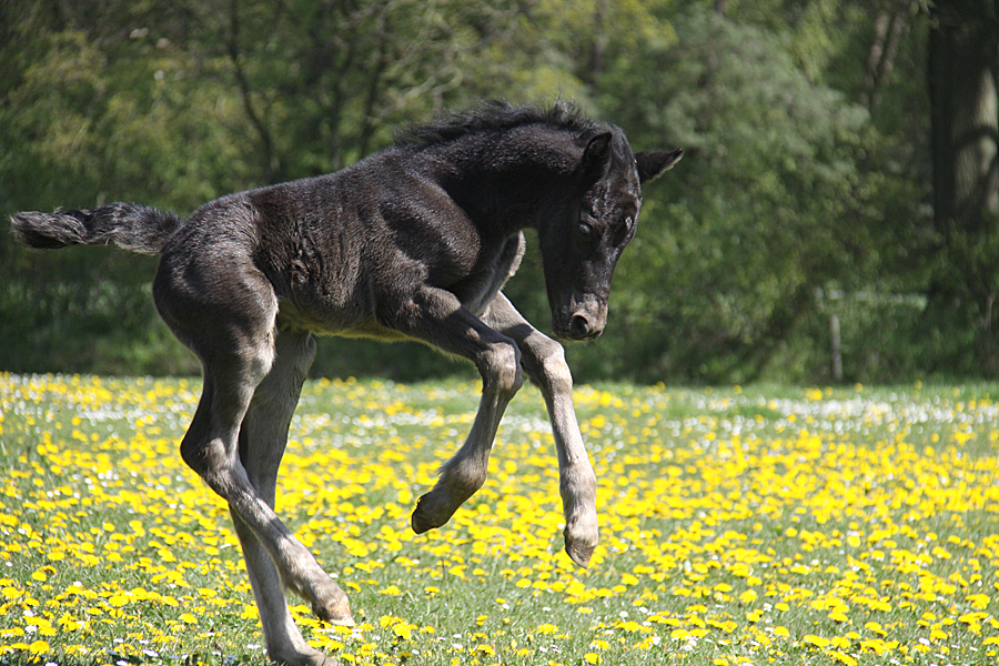 Welsh Cob CoCo 0122